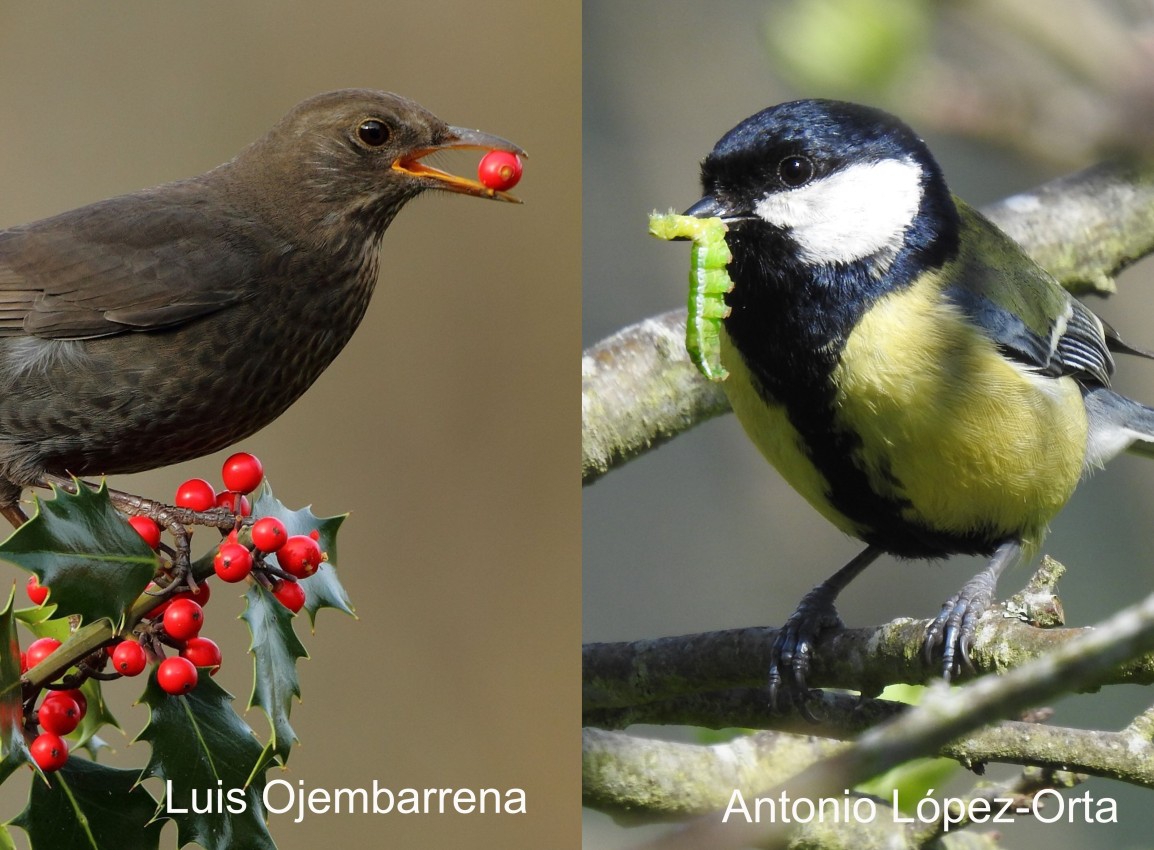 New Publication: Do birds connect different ecosystem services in croplands?
