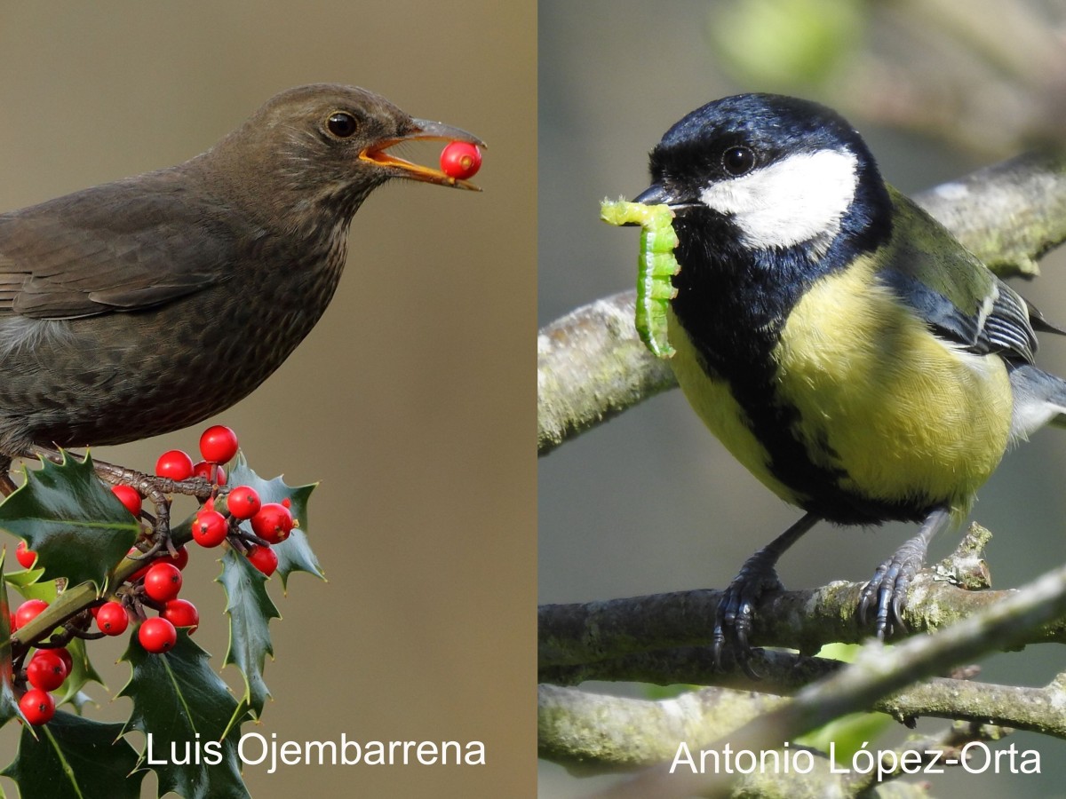 New Publication: Do birds connect different ecosystem services in croplands?